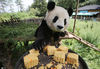 2014年9月4日，云南野生动园提前给园中动物过中秋节，工作人员专门为熊猫思嘉制作了杂粮胡萝卜月饼。IC photo