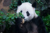 2016年9月15日，中秋节，浙江省杭州市，杭州动物园，两只大熊猫也过中秋，萌态尽显享受着饲养员为它们精心准备的中秋套餐。这份中秋套餐由窝窝头、苹果和竹叶等大熊猫最爱的食品组成，饲养员还特别将这些食品拼成了圆形，像是给大熊猫制作的私家月饼。熊猫一直以来都是“吃货”世界的神坛级偶像，一个葛优瘫，一首捧着私人定制月饼，吃饱了吐个舌头、打个响嗝，约上三五好友，院子里追逐打闹。IC photo