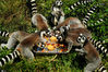 2019年9月10日，山东青岛森林野生动物世界，环尾狐猴在吃动物月饼。俞方平/IC photo