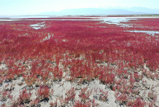 新疆博州：航拍艾比湖红海滩 碱蓬草秋季红艳似火