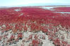 2019年9月14日，新疆博州，航拍艾比湖的红海滩。红海滩地处精河入艾比湖的入水口，水口处长有许多碱蓬草，一到秋季，碱蓬草红艳似火，景色十分秀美，被当地人称为“红海滩”。