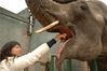 2006年11月29日，南京红山森林动物园园内园外大小动物接受了一番体检。亚洲大象“陆麦”断牙长好了。