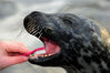 2009年11月4日，英国泰恩茅斯，蓝礁水族馆的工作人员在为一只海豹清洁牙齿。因为它的门牙坏掉了一颗，兽医需要通过手术把坏牙取出。