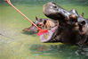 2014年5月22日，山东青岛森林野生动物世界饲养员在给河马刷牙清理口腔卫生。