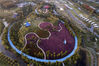 2019年9月28日，江苏省淮安市白马湖森林公园，成片的粉黛乱子草开放如紫色的海洋。初秋的白马湖森林公园景色迷人，嗨皮西提生态乐园中的粉黛乱子草进入最佳观赏期。