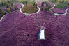 2019年9月28日，江苏省淮安市白马湖森林公园，成片的粉黛乱子草开放如紫色的海洋。初秋的白马湖森林公园景色迷人，嗨皮西提生态乐园中的粉黛乱子草进入最佳观赏期。贺敬华/视觉中国