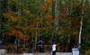 2019年9月28日，北京怀柔喇叭沟门原始森林公园白桦林秋色渐浓，色彩斑斓的秋景初现，国庆节假期正是观赏白桦林秋色的最佳时机。