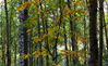 2019年9月28日，北京怀柔喇叭沟门原始森林公园白桦林秋色渐浓，色彩斑斓的秋景初现，国庆节假期正是观赏白桦林秋色的最佳时机。