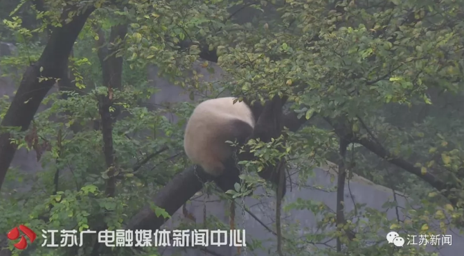 食欲不佳性情大变，4岁姐妹花怀孕了？尴尬：人家都没谈过恋爱呢