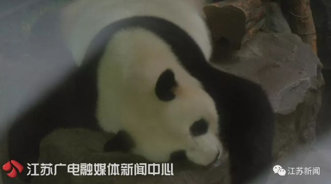 食欲不佳性情大变，4岁姐妹花怀孕了？尴尬：人家都没谈过恋爱呢