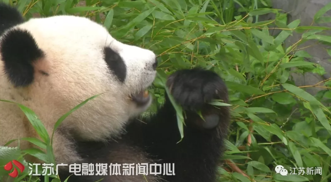 食欲不佳性情大变，4岁姐妹花怀孕了？尴尬：人家都没谈过恋爱呢