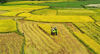 2019年9月7日，江西吉安，泰和县桥头毛家村，农民抢抓晴好天气正在收割中稻，金色田园一派秋收的繁忙景象。