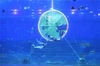 2019年9月8日，重庆汉海海洋公园打造的“银河水母馆”吸引不少游客观赏。海月水母、太平洋海刺水母、黑星海刺水母、狮鬃水母、彩色水母、倒立水母等来自全球各地的10余种水母“精灵”游弋在水母缸体内，在灯光的照射下变幻出五彩斑斓的色彩。