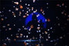 2019年9月8日，重庆汉海海洋公园打造的“银河水母馆”吸引不少游客观赏。海月水母、太平洋海刺水母、黑星海刺水母、狮鬃水母、彩色水母、倒立水母等来自全球各地的10余种水母“精灵”游弋在水母缸体内，在灯光的照射下变幻出五彩斑斓的色彩。