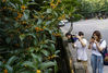 2019年09月08日，杭州西湖满陇桂雨景区，许多游客被阵阵桂花香吸引，驻足拍照赏花。