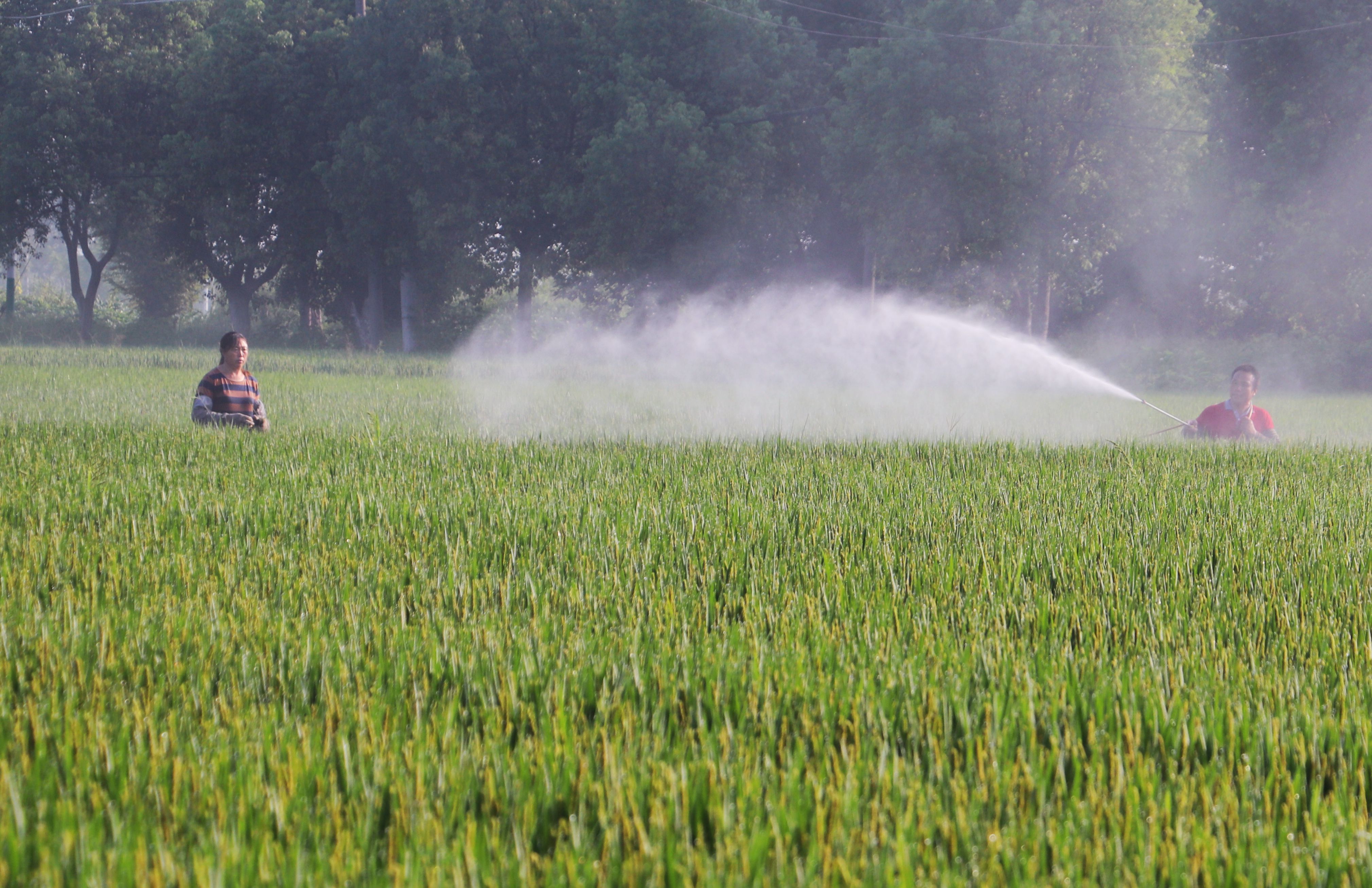 句容：水稻抽穗扬花期 农户病虫防治忙