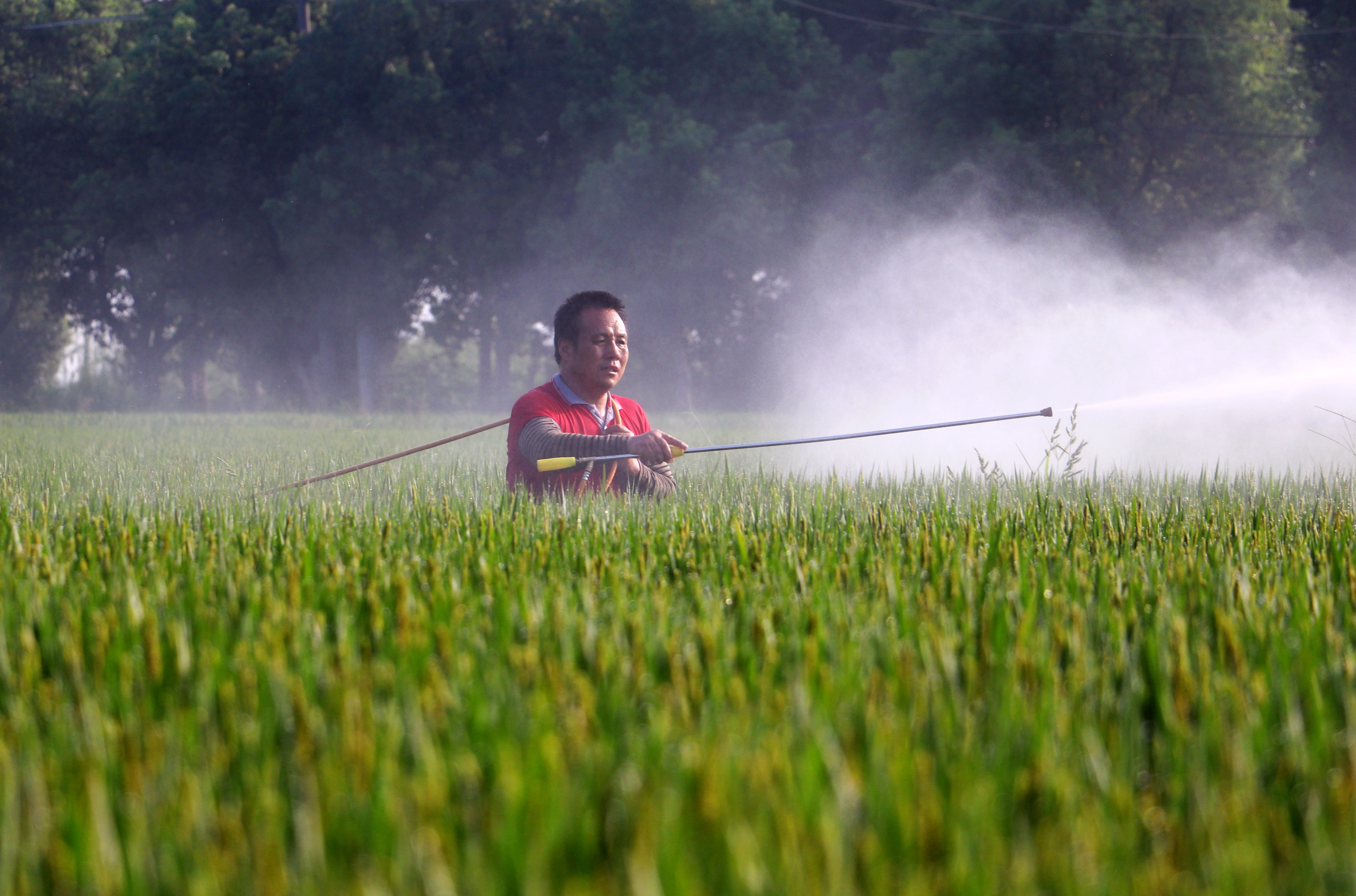 句容：水稻抽穗扬花期 农户病虫防治忙
