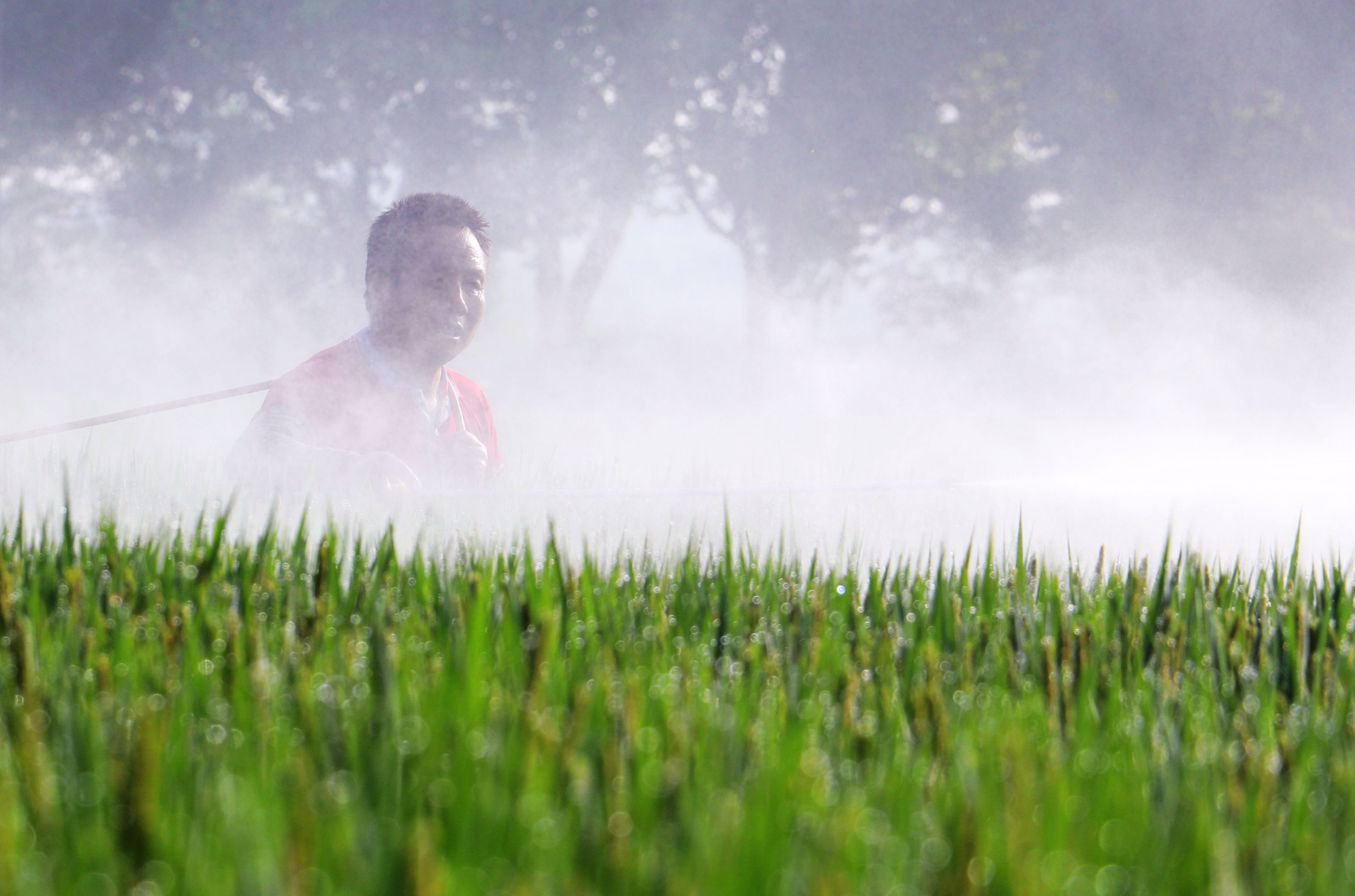 句容：水稻抽穗扬花期 农户病虫防治忙
