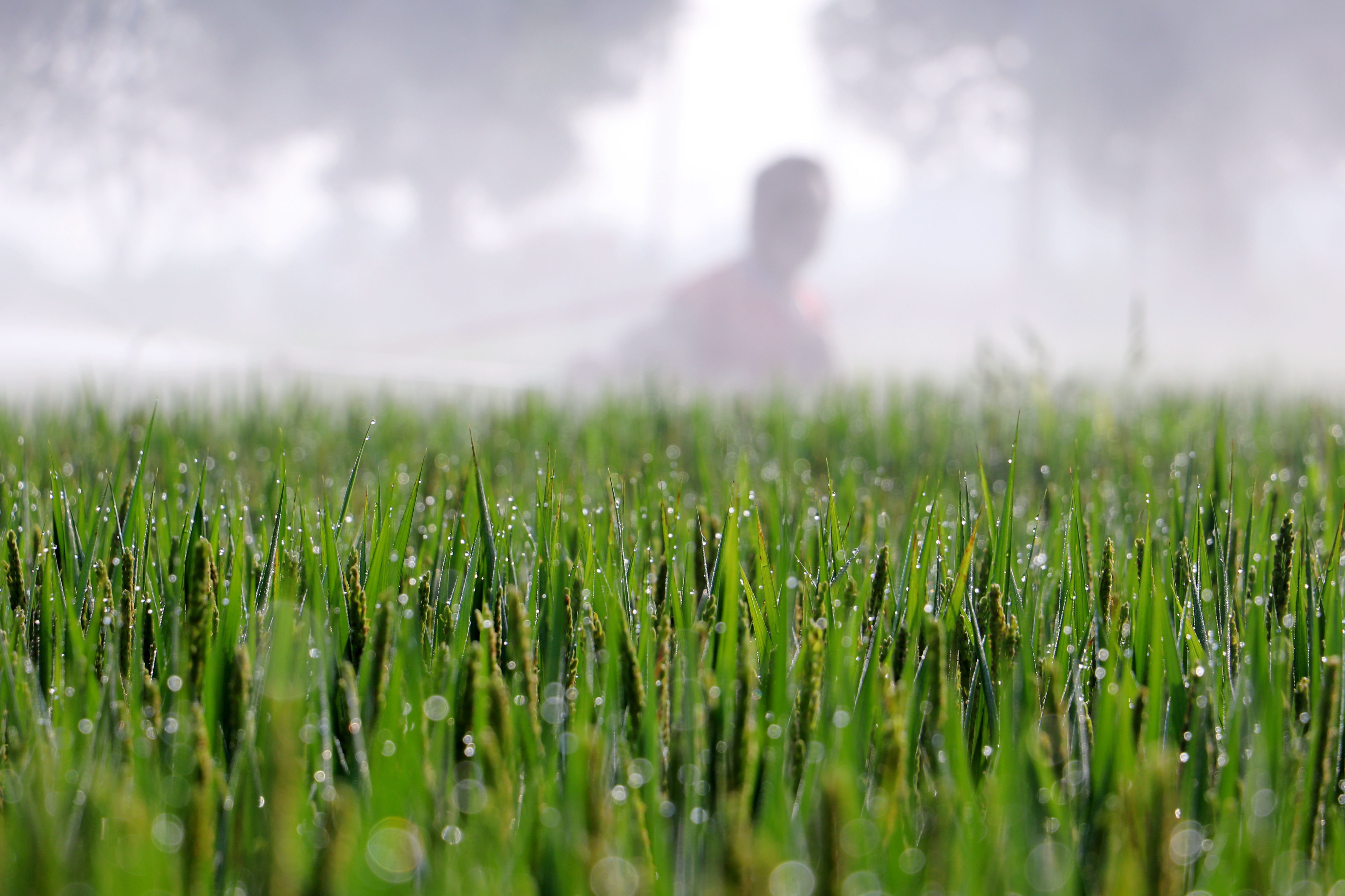 句容：水稻抽穗扬花期 农户病虫防治忙