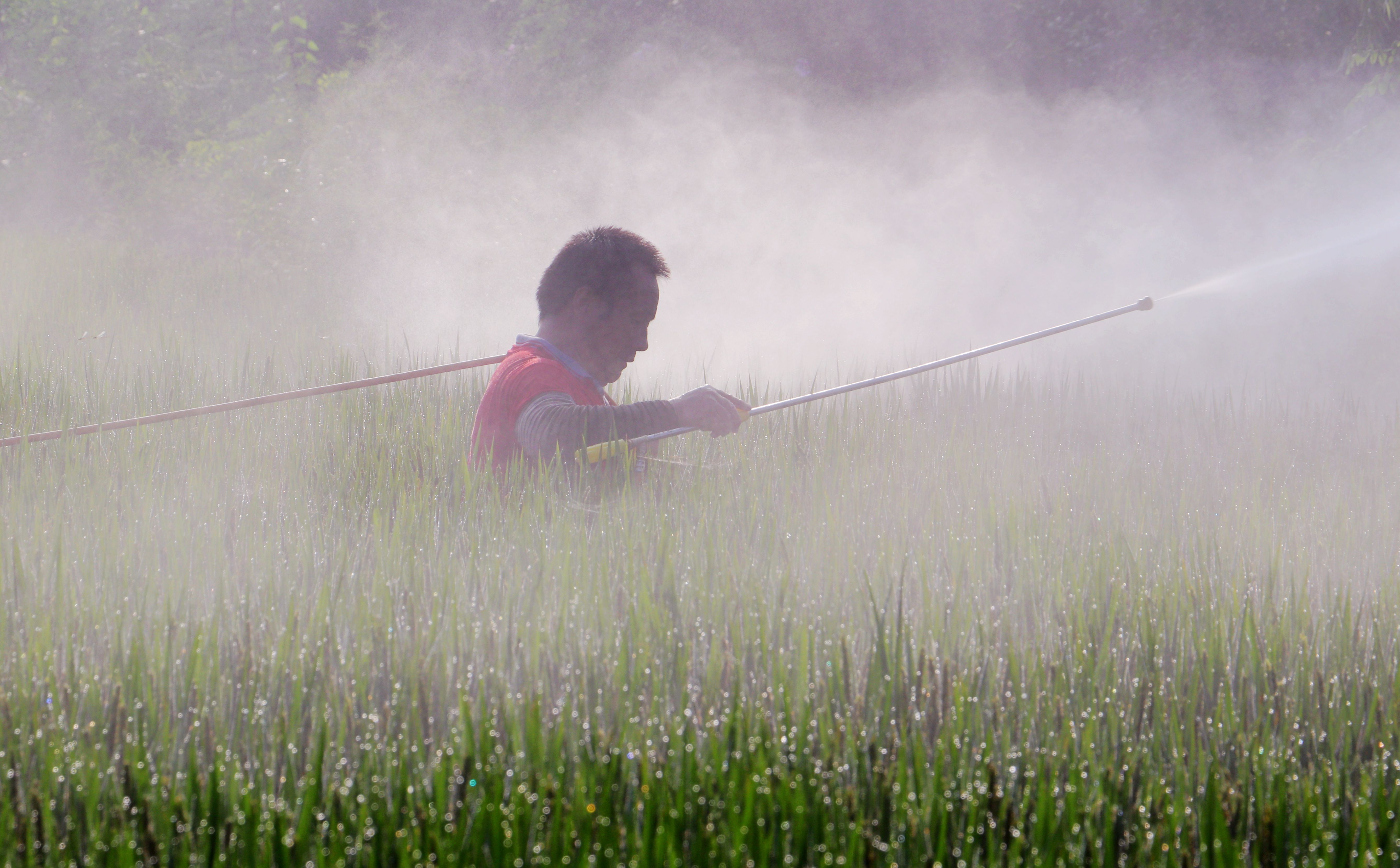 句容：水稻抽穗扬花期 农户病虫防治忙