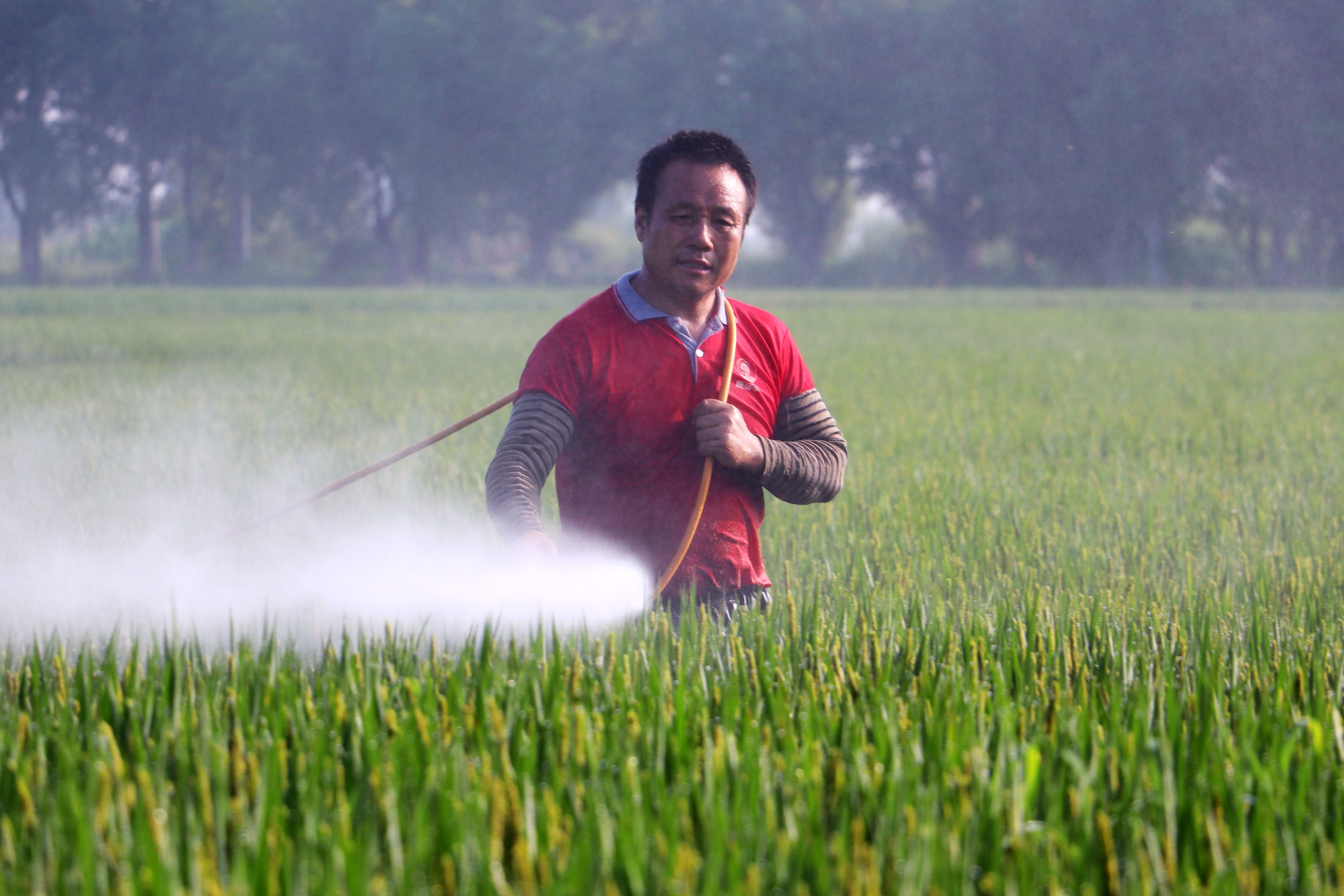 句容：水稻抽穗扬花期 农户病虫防治忙