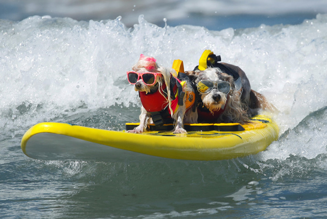 美国加州举办“狗狗冲浪赛” 汪星人水上秀绝活