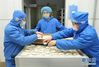 河北省黄骅市一家面花制作工厂的工人在摆放面花（1月10日摄）。