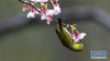 一只绣眼鸟在福州国家森林公园内的樱花枝头采蜜（1月18日摄）。 近日，福建省福州市多家公园相继开放的樱花，吸引不少小鸟嬉戏飞舞，成为冬季榕城的一道风景。 新华社记者 梅永存 摄