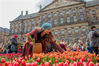 当地时间2020年1月18日，荷兰阿姆斯特丹，荷兰郁金香节在水坝广场的皇家宫殿前举行，标志着郁金香花季正式开始，游人可在20万株郁金香花海中徜徉拍照，并可免费采摘。