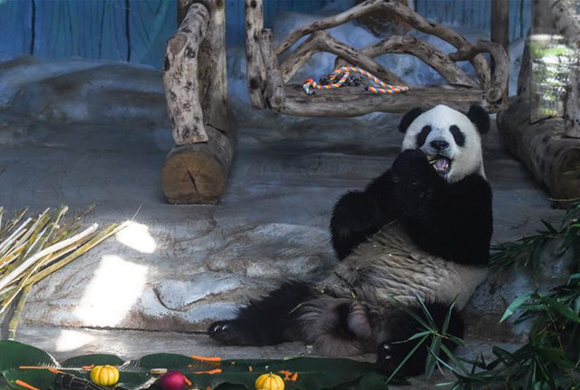 海口：大熊猫吃“饺子”迎春节