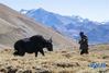 　　牧民在珠峰脚下的冬季牧场上放牧（1月25日摄）。 
