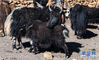 在珠峰脚下的冬季牧场，母牦牛在给小牛犊喂奶（1月25日摄）。 西藏日喀则市定日县扎西宗乡藏普村位于珠峰脚下，56户牧民与上万头牛羊栖息在此。全村拥有牧场80多万亩，多分布在海拔5000米以上，由于轮牧的需要，藏普村牧场按放牧季节划分为冬、夏两部分。每年10月到次年3月，牧民们会赶着牲畜来到冬季牧场过冬。