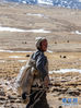牧民在珠峰脚下的冬季牧场放牧（1月25日摄）。 西藏日喀则市定日县扎西宗乡藏普村位于珠峰脚下，56户牧民与上万头牛羊栖息在此。全村拥有牧场80多万亩，多分布在海拔5000米以上，由于轮牧的需要，藏普村牧场按放牧季节划分为冬、夏两部分。