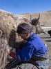 　在冬季牧场的放牧点，一名牧民在挤牦牛奶（1月25日摄）。 西藏日喀则市定日县扎西宗乡藏普村位于珠峰脚下，56户牧民与上万头牛羊栖息在此。全村拥有牧场80多万亩，多分布在海拔5000米以上，由于轮牧的需要，藏普村牧场按放牧季节划分为冬、夏两部分。每年10月到次年3月，牧民们会赶着牲畜来到冬季牧场过冬。因为冬季牧场距离村子较近，发生雪灾时营救方便，回家过年也更方便。
