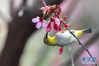 　1月2日，一只绣眼鸟在冬樱花间觅食。　