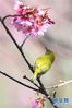 1月2日，一只绣眼鸟停在冬樱花枝条上。