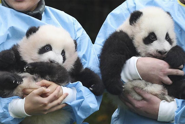 旅比大熊猫双胞胎获“年度熊猫幼仔奖”