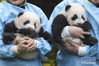 这张2019年11月14日拍摄的资料照片显示，饲养员抱着大熊猫“宝弟”（左）、“宝妹”在天堂动物园与媒体见面。 新华社记者 郑焕松 摄
2019年度全球大熊猫奖2020年1月3日在位于比利时布吕热莱特的天堂动物园举行颁奖典礼，在天堂动物园出生的龙凤胎大熊猫“宝弟”和“宝妹”获“年度熊猫幼仔奖”金奖。全球大熊猫奖由全球大熊猫网站创始人杰伦·雅各布设立，旨在呼吁人们关注大熊猫保育事业。