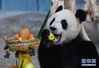 这张2019年12月31日拍摄的资料照片显示，大熊猫“贡贡”在中国海南热带野生动植物园吃水果。大熊猫“贡贡”获颁“中国最惹人喜爱的大熊猫”金奖。 新华社记者 杨冠宇 摄