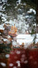 紫禁城的瑞雪，落在枝杈角落，让人心生欢喜。2020年的第一场雪下在了闭馆日，别担心，一组新上美图让大家看个够！