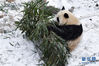 1月6日，在西宁市熊猫馆，一只大熊猫在雪中玩耍。 当日，青海省西宁市迎来2020年首场降雪，西宁市熊猫馆的大熊猫在雪中嬉戏。