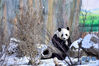 1月6日，在西宁市熊猫馆，一只大熊猫在雪中玩耍。 当日，青海省西宁市迎来2020年首场降雪，西宁市熊猫馆的大熊猫在雪中嬉戏。