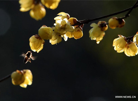 Wintersweet flowers seen in Wuxi，east China's Jiangsu