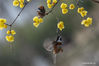 Photo taken on Jan. 6, 2020 shows a bee flying amid wintersweet flowers in Liuyuan, or Lingering Garden, in Suzhou, east China's Jiangsu Province. (Photo by Hang Xingwei/Xinhua)