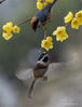 Photo taken on Jan. 6, 2020 shows birds with wintersweet flowers in Meiyuan garden in Wuxi, east China's Jiangsu Province.