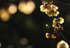 Photo taken on Jan. 6, 2020 shows a bee flying amid wintersweet flowers in Liuyuan, or Lingering Garden, in Suzhou, east China's Jiangsu Province. 