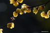 Photo taken on Jan. 6, 2020 shows a bee flying amid wintersweet flowers in Liuyuan, or Lingering Garden, in Suzhou, east China's Jiangsu Province.