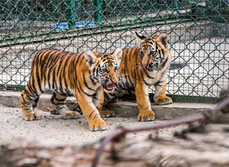 奶凶萌虎！郑州动物园4只东北虎宝宝满百天，虎头虎脑活泼可爱