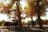 著名电影《英雄》的拍摄地！内蒙境内的额济纳胡杨林是世界上仅存的三大胡杨林地之一，由于胡杨能顽强地生存繁衍于沙漠之中，被人们誉为“英雄树”。
