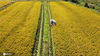 2020年10月10日，江苏扬州，农民驾驶收割机在邗江区槐泗镇在稻田里收割水稻。

